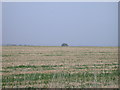 Stubble field with hazy tree in CB23 4LZ
