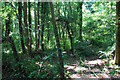 Woodland near Stourton Farm in DY7 5BE