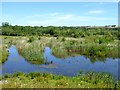Wetlands at Low Barns Nature Reserve in DL14 0AL