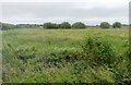 Rough grassland near Morton in PO36 0PL