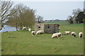 Sheep surrounding a pillbox in TN25 7BW