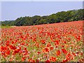 Sea of poppies Lynn Lane in Massingham with Castle Acre Ward