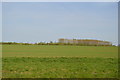 Flat grassland and line of trees in PE31 6XU