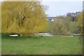 Willow tree and pond in TN25 7BY