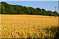 Golden field and green woods in SP5 3HN