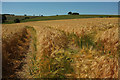 Barley at Burcombe in SP2 0EJ