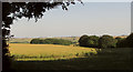 Farmland and woods by Portfield Road in SP2 0NF