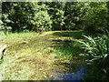 Pond on the Hillingdon Trail in UB4 8NW