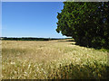 Barley field west of Woodside Wood in Chestfield