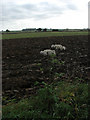 View E across newly ploughed field on Repps Road in NR29 4RB