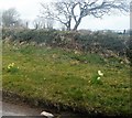 Daffodils on a roadside verge in PL14 4PH