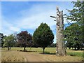 Tree killed by lightning in Stow Hall Park, Norfolk in PE34 3HU