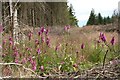 Foxgloves beside forestry in G66 7LD