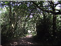 Permissive bridleway through Martin's Wood in LE12 8TE