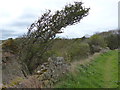 Wind shaped tree along the John Muir Way in TD13 5XE