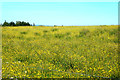 A profusion of Buttercups in EH26 9LU