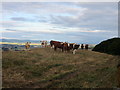 Cattle on the Hill of Finavon in DD8 3PA