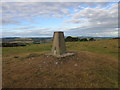 Carse Bank Trig Pillar in DD8 3PG