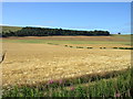 Golden field of barley in DD8 3PT