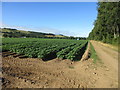 Potato field by the A90 in DD8 3PU