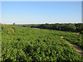 Bracken above Beaulieu Road in SO43 7EJ