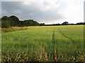 Wheat field at Old Rushes Farm in LS16 7SY