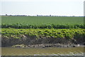 Crops across the canal in TN25 7FY
