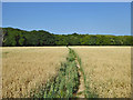 Footpath through a field of oats in CT6 7NW