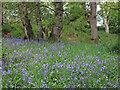 Bluebells in woodland by Honeycrook Burn in NE47 6HW