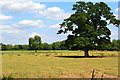 Trees in field beside dismantled railway in CV13 0BS