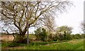 Big tree by Common Rd in PE33 0JL