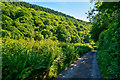 West Somerset : Country Lane in TA24 7AJ