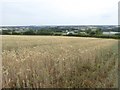 Crops in a field by Stone's Hill in EX17 4ED
