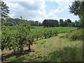 Orchard near Haselbury Plucknett in TA18 7QL