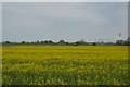 Oilseed rape in PE33 0LQ