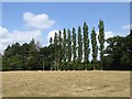 Lombardy Poplars in North Perrott