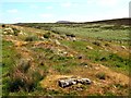 Remains of shielings south of Greenlee Lough in NE47 7AT