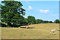 Sheep in field at Butler's Wood Farm in SO51 0GP
