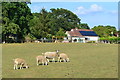 Sheep and house on edge of Kent's Oak in SO51 0GP