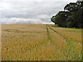 Field of barley, east of Thornhill Lane in BA22 8EF