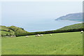 Sheep above Porlock Bay in TA24 8JL