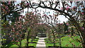 Greys Court gardens - apple arbour in RG9 4QH