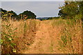Footpath towards Lions Lodge in SP6 2DR