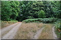 Junction of tracks in Breamore Wood in SP6 2DB