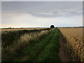 Field edge alongside Ottringham Drain in HU12 0AN