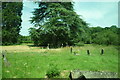 Churchyard at St. Mary Magdalene Church (Little Hereford) in SY8 4LN