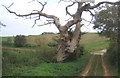 Dead tree near Barham in Barham