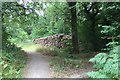Log Pile at Wephurst Wood in RH14 0AE
