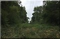 Gap between woodland in RH14 0SY