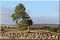 Twisted tree at Lonton East Farm in DL12 0TL